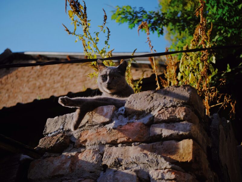 alizea-sidorov-UCTugaxAb8c-unsplash